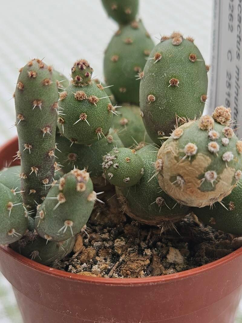 Maihueniopsis minuta leaf