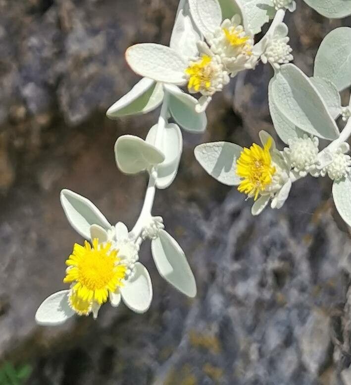 Pentanema verbascifolium flower