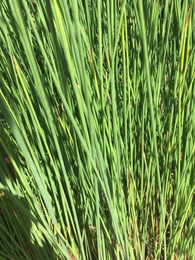 Schoenoplectus tabernaemontani leaf