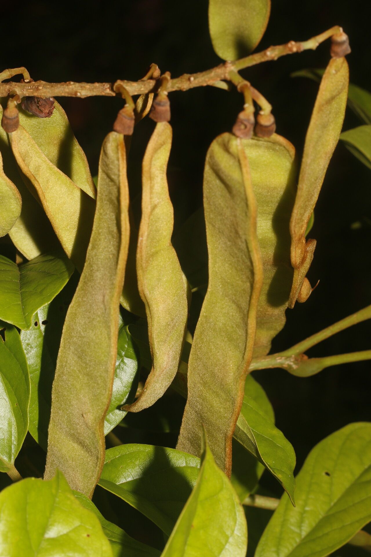 Lonchocarpus brenesii fruit
