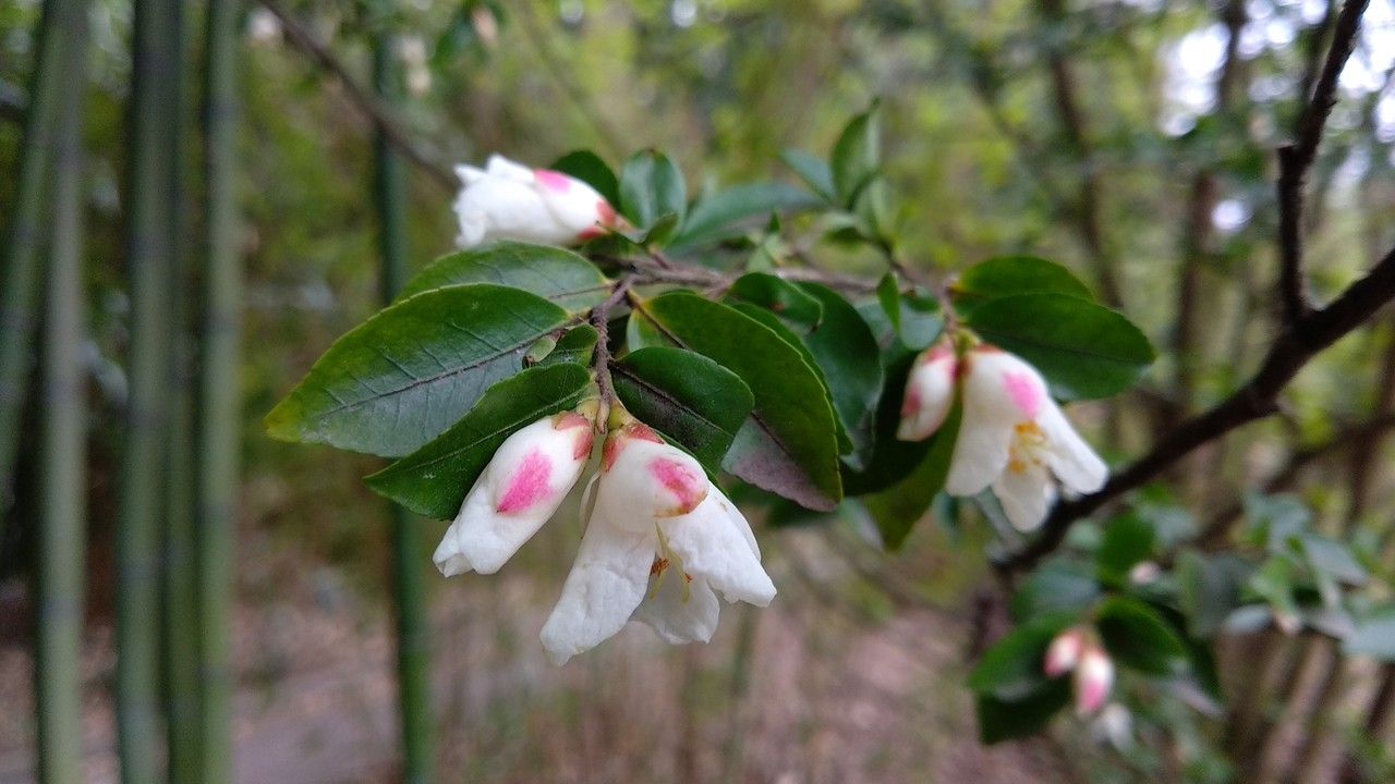 Camellia lutchuensis flower