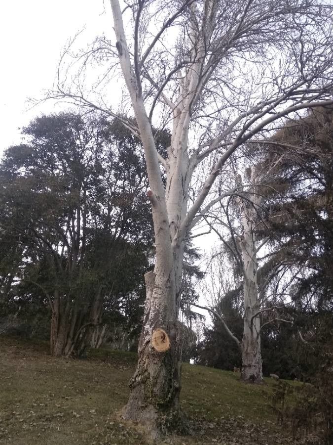 Eucalyptus rubida bark