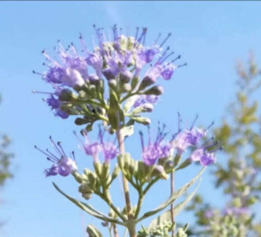 Caryopteris incana flower