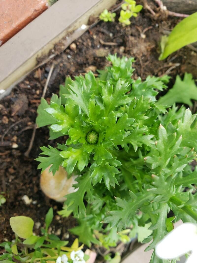 Leucanthemum paludosum leaf