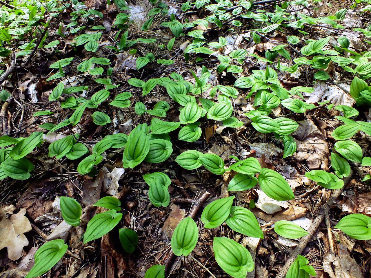 Maianthemum dilatatum other