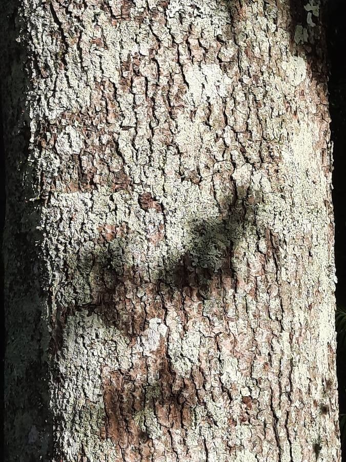 Persea caerulea bark