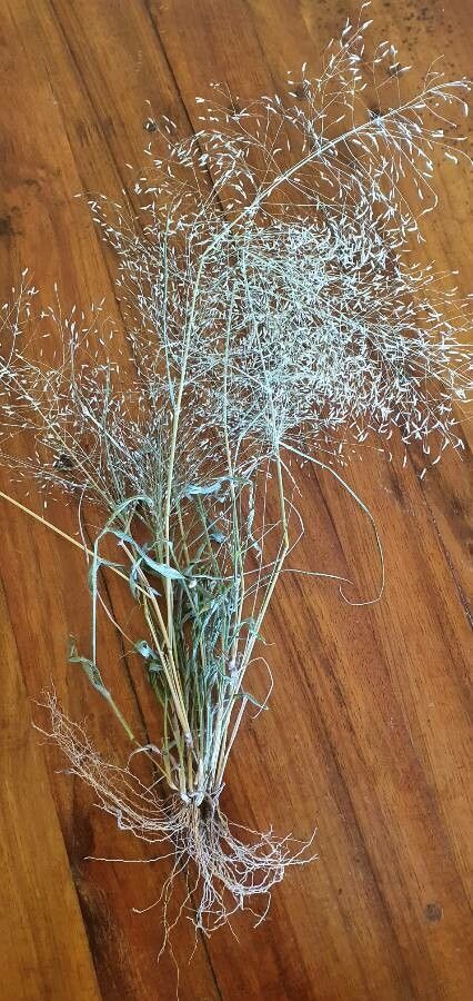 Eragrostis aspera — search result for 'Eragrostis'