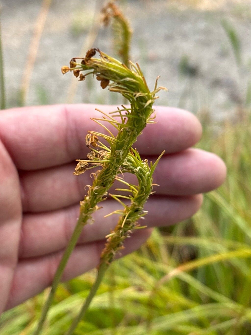 Bulbinella angustifolia fruit