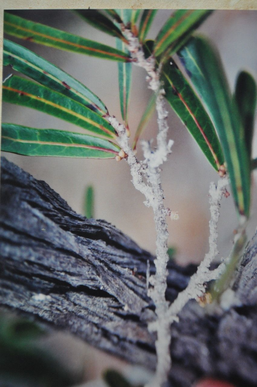 Casearia kaalaensis habit