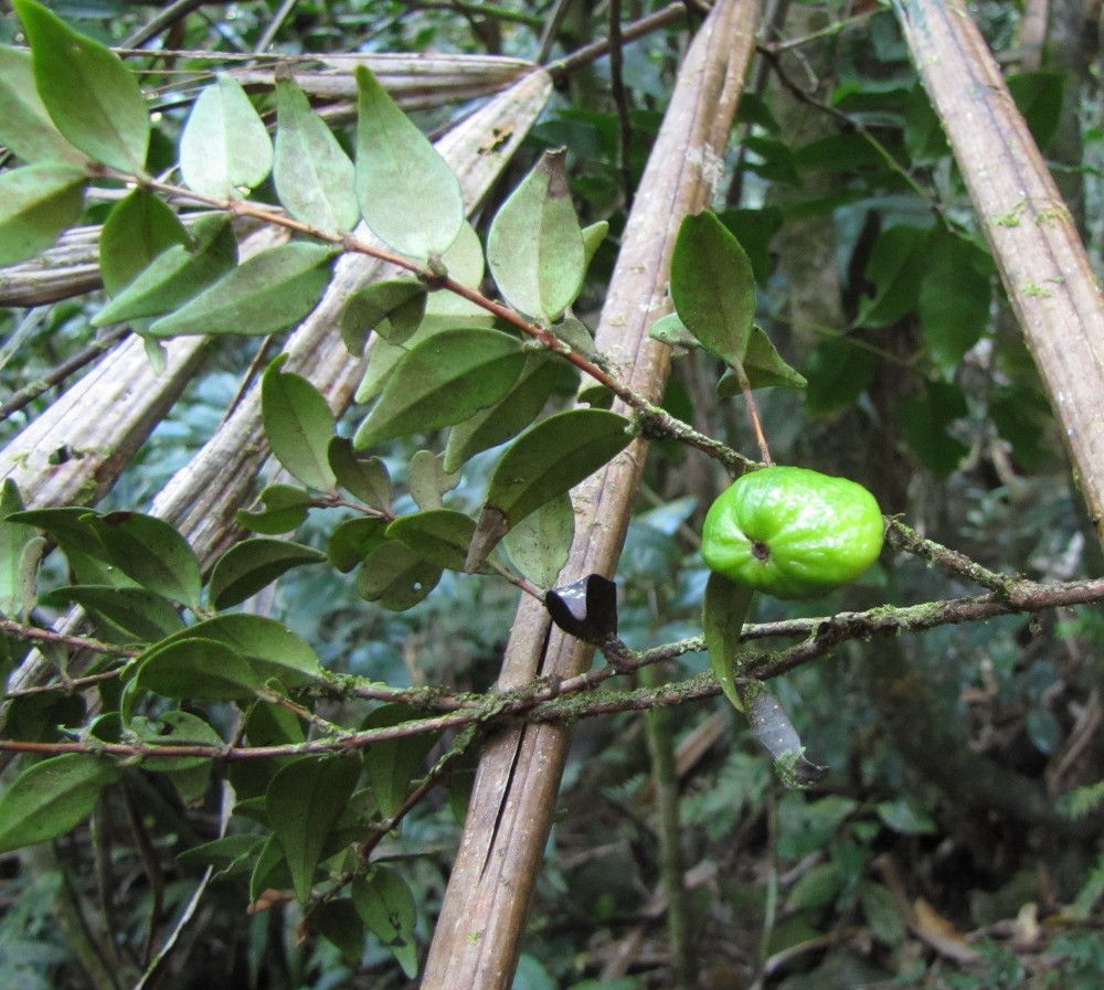 Eugenia sarasinii — houseplant care guide