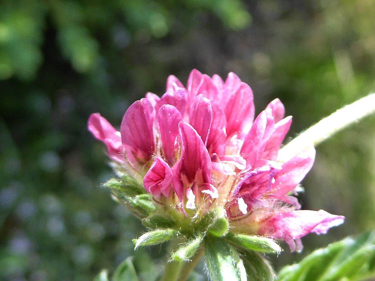 Anthyllis montana flower