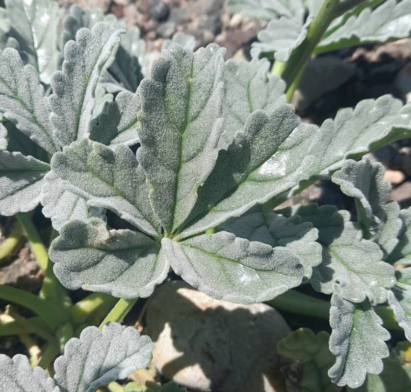 Argylia robusta — related species from the same genus