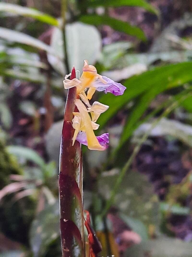 Pleiostachya leiostachya flower