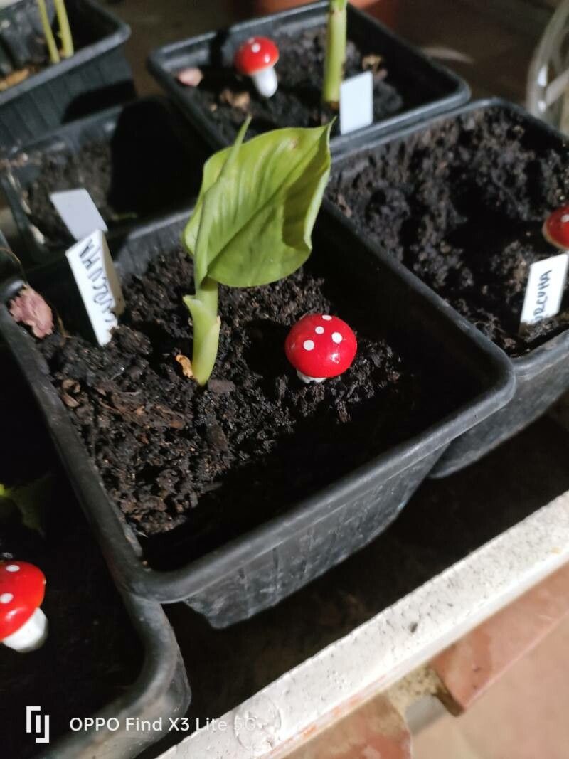 Curcuma aeruginosa — related species from the same genus