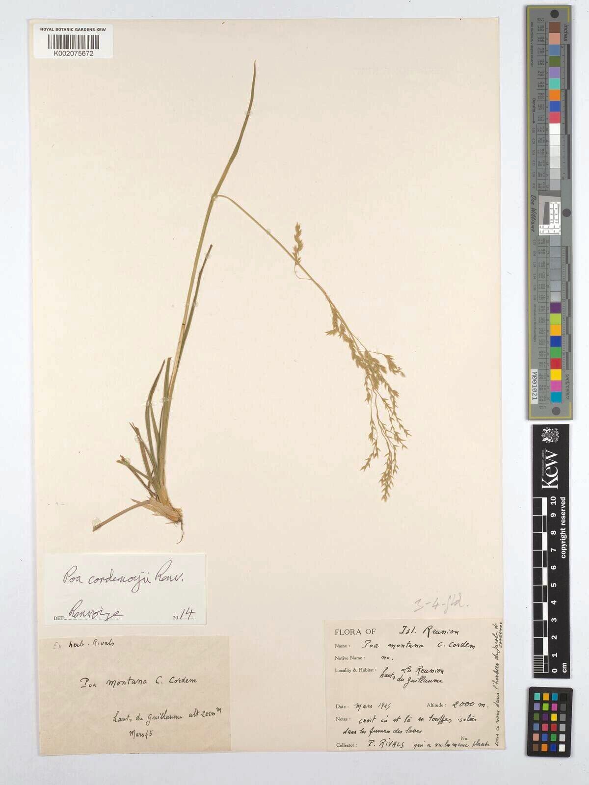 Poa cordemoyi — search result for 'Poa'