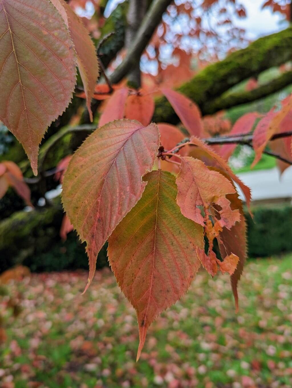 Prunus sargentii leaf