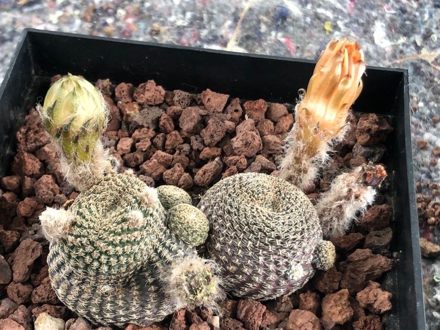 Lobivia famatinensis — houseplant care guide