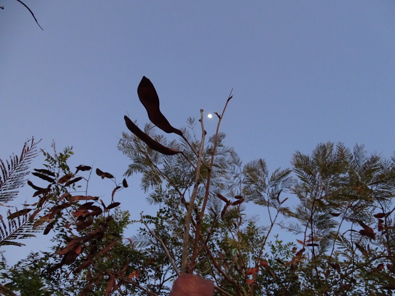Acacia senegal fruit