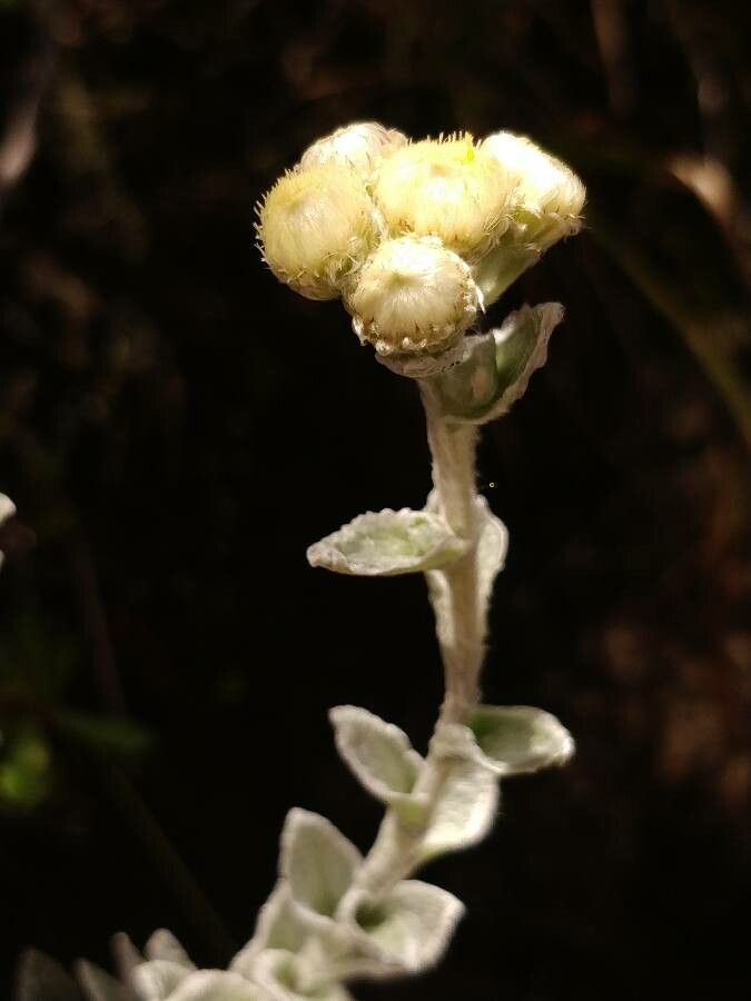 Psiadia argentea fruit