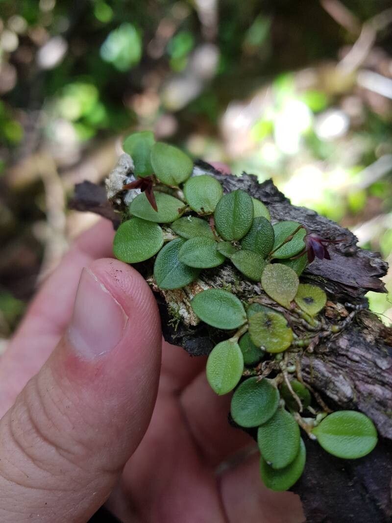 Anathallis lewisiae — related species from the same genus