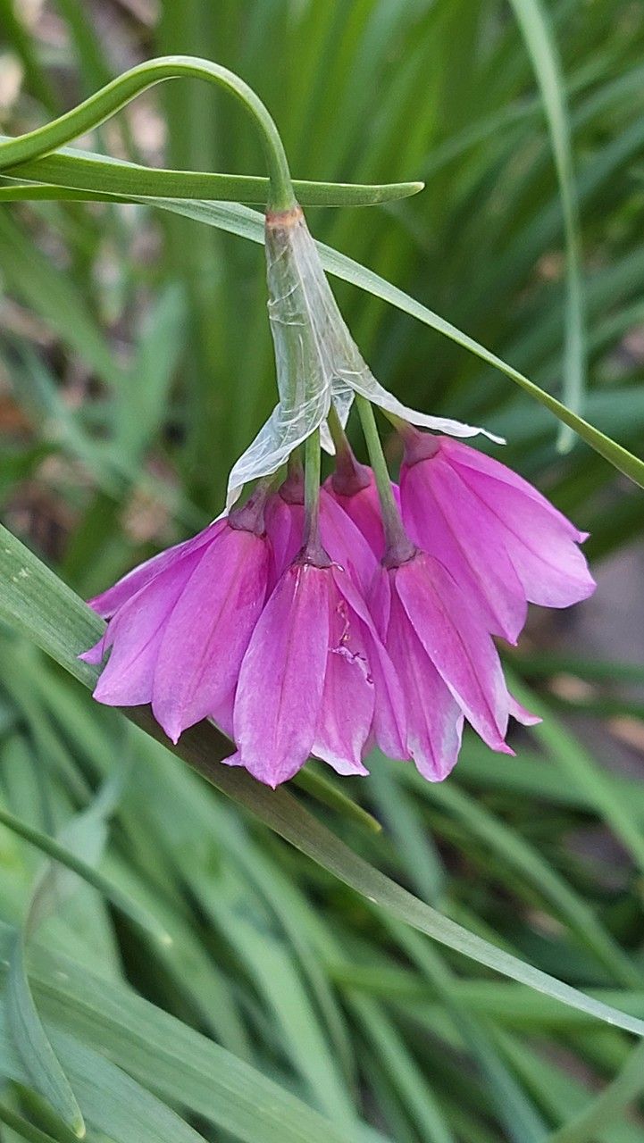 Allium insubricum flower