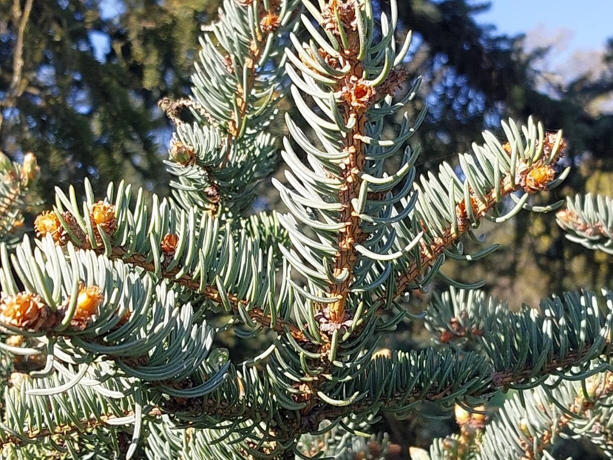 Picea retroflexa — houseplant care guide