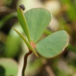 Marsilea strigosa