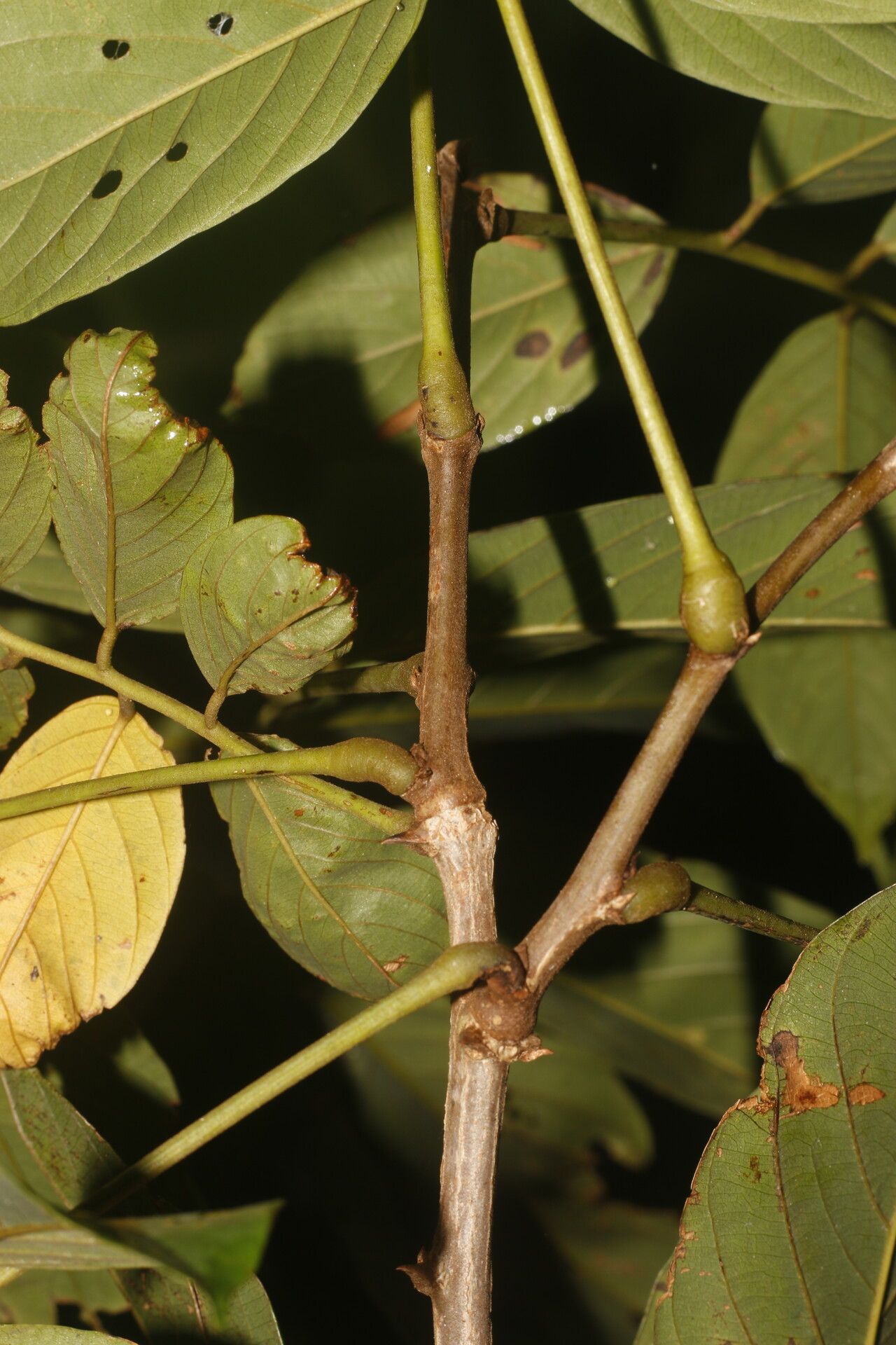 Machaerium floribundum bark