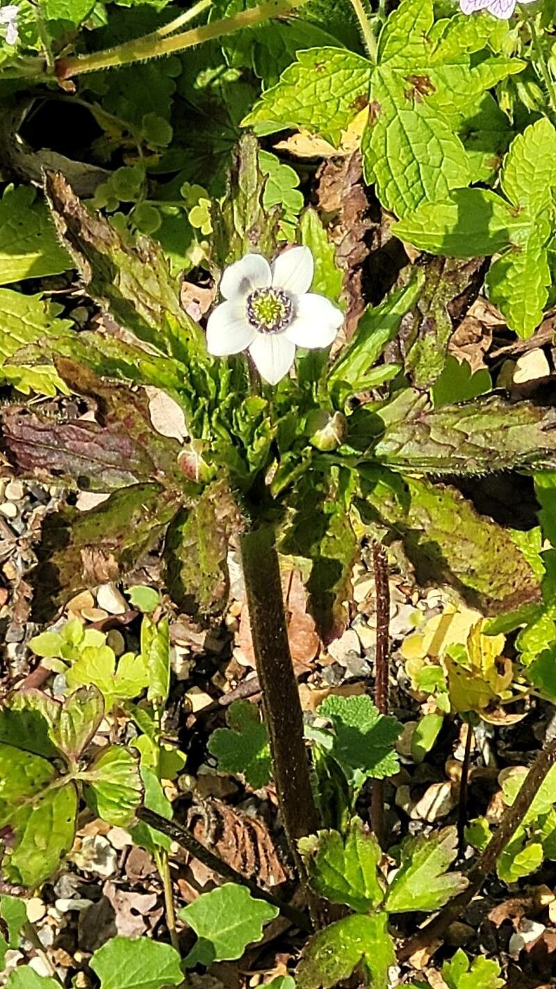 Anemonastrum demissum flower