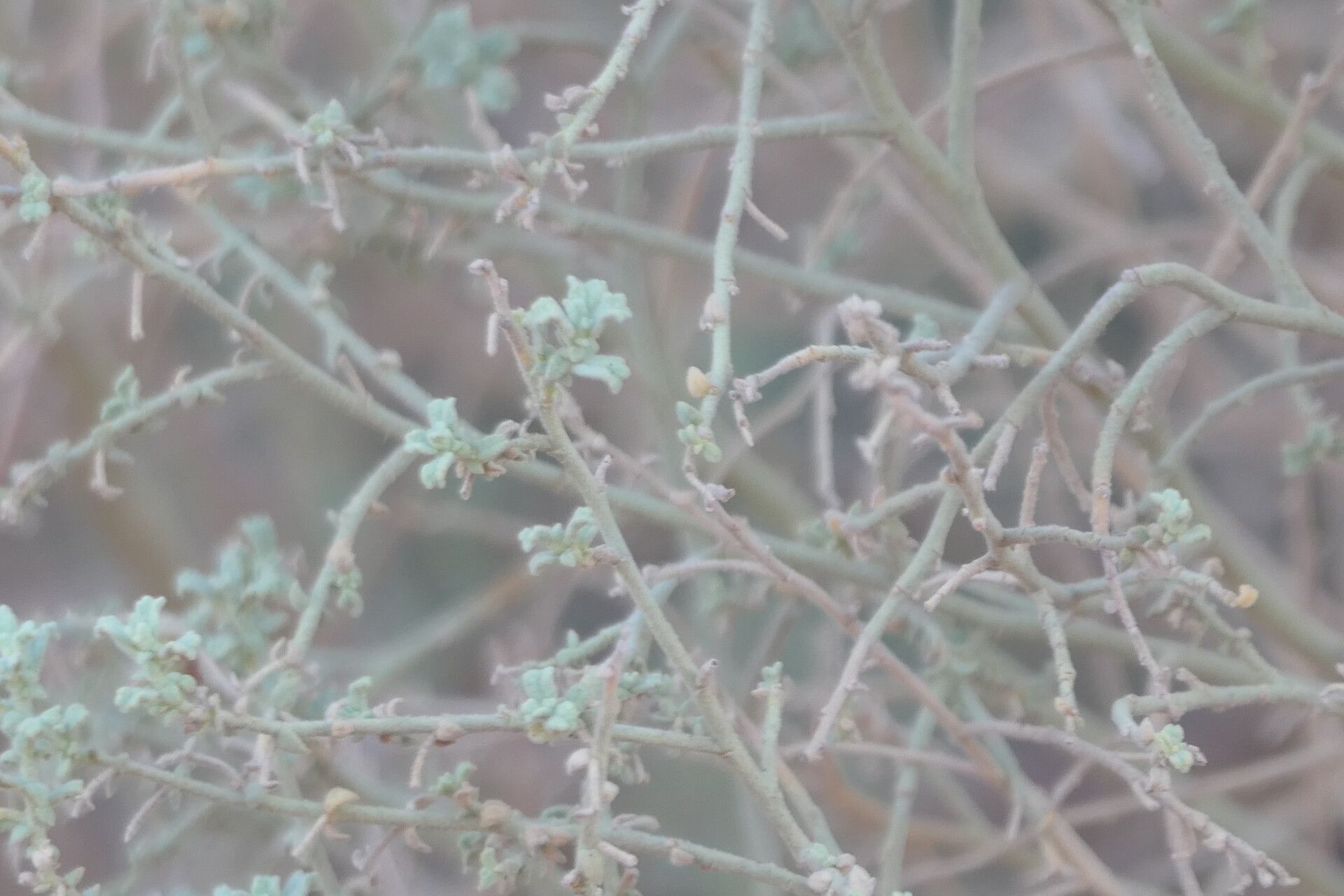 Hermannia minimifolia — houseplant care guide