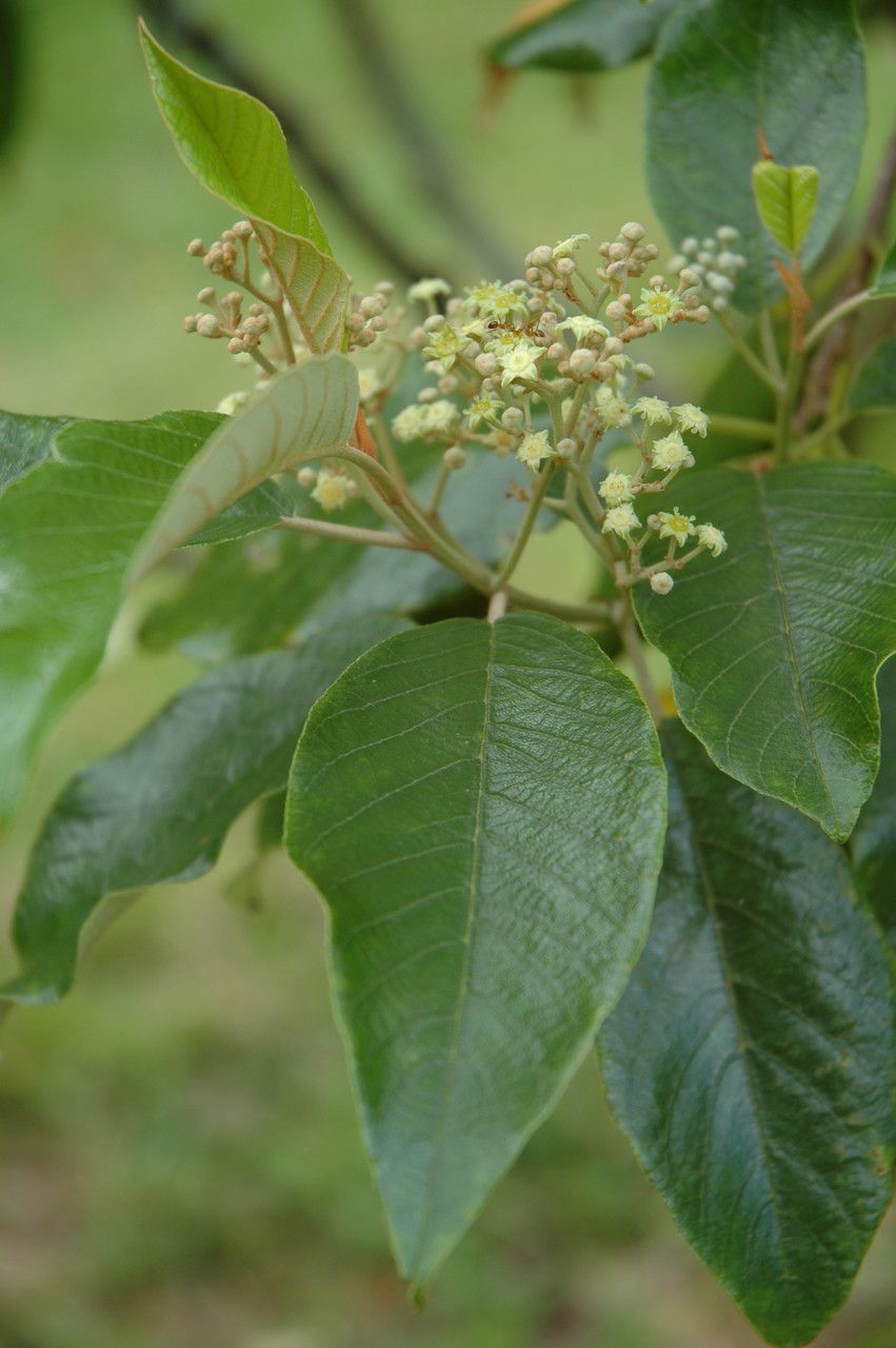 Alphitonia ponderosa flower