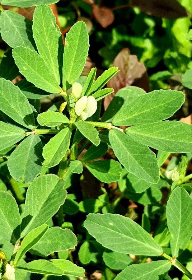 Trigonella foenum-graecum flower