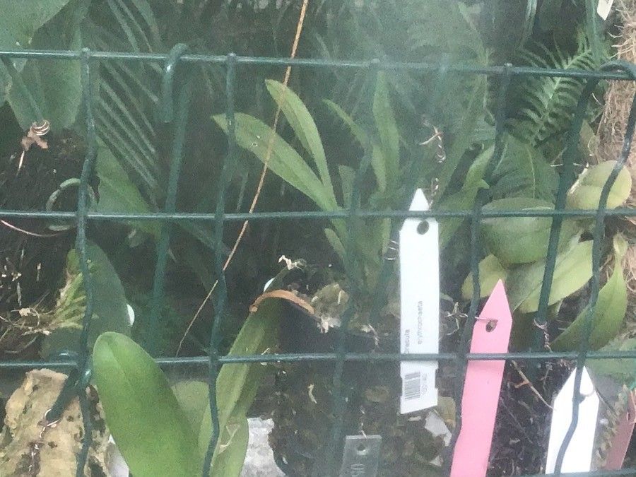 Dracula erythrochaete — related species from the same genus