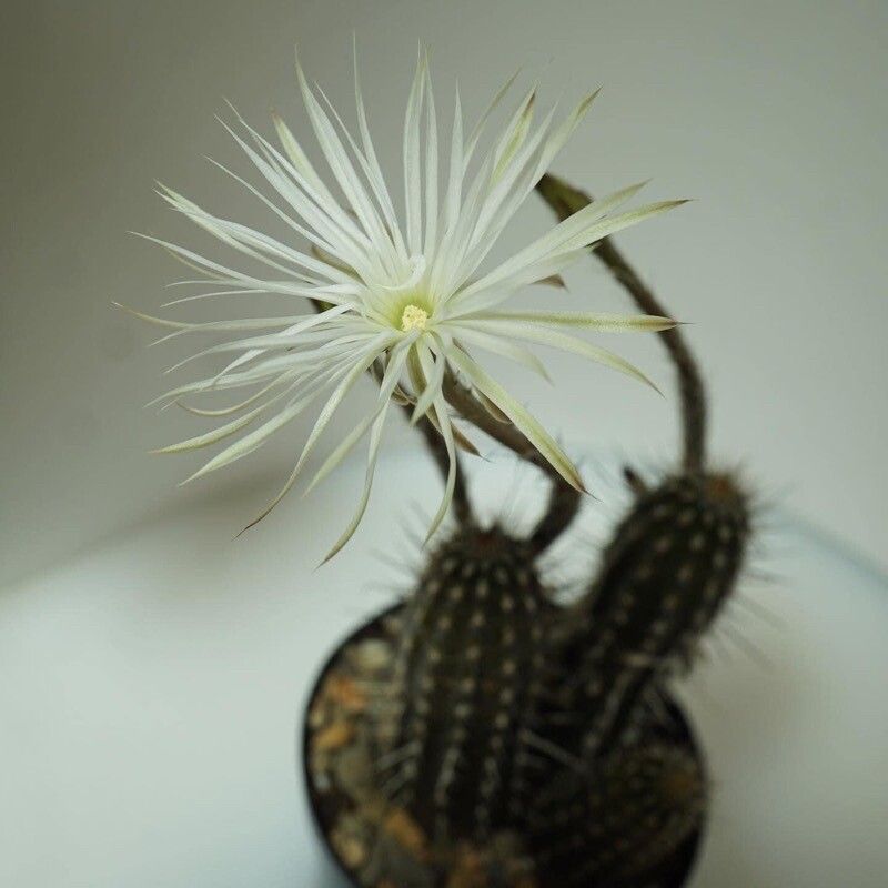Setiechinopsis mirabilis flower