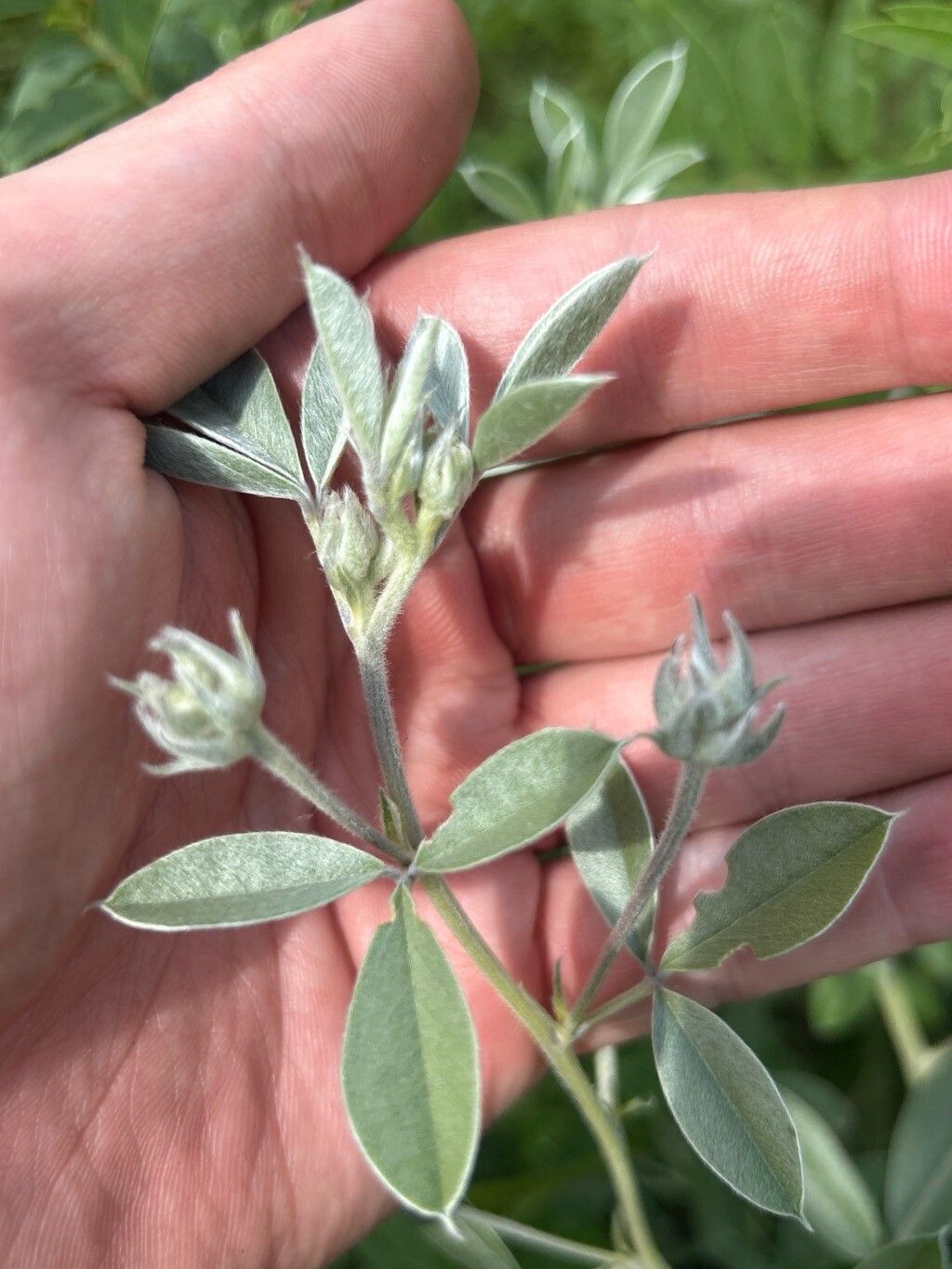 Pediomelum argophyllum leaf