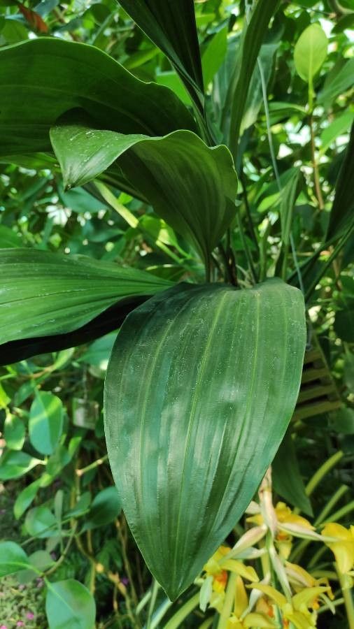 Stanhopea graveolens — search result for 'Honduras'