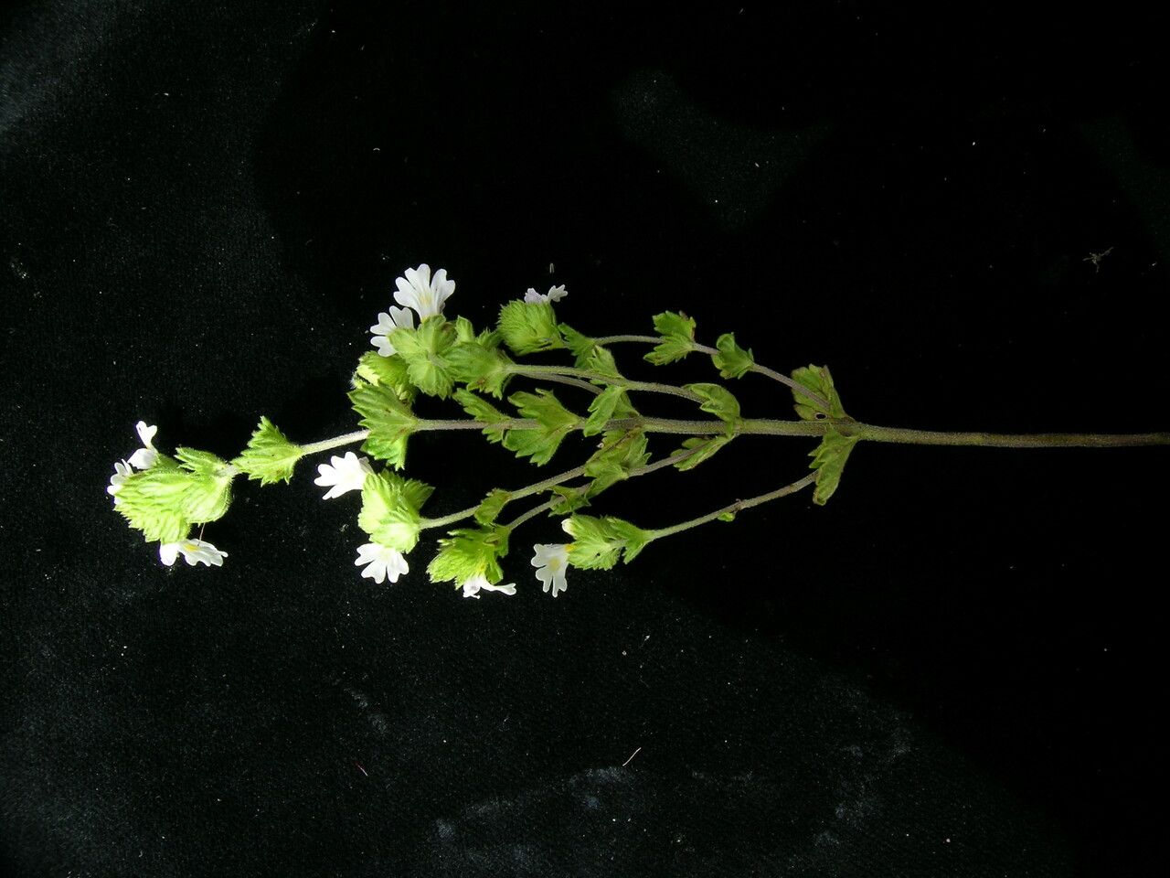 Euphrasia schlagintweitii habit