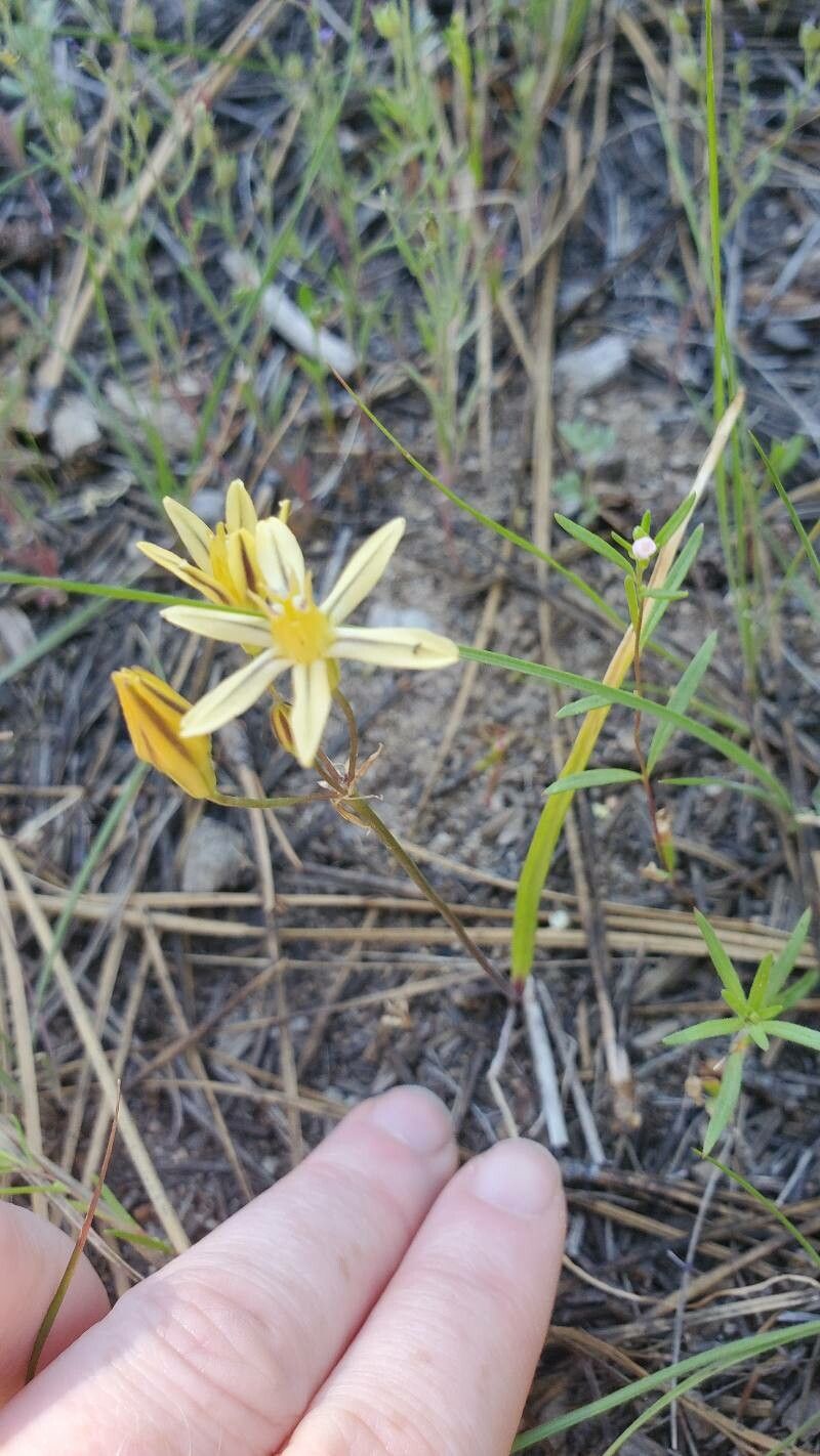 Triteleia ixioides habit