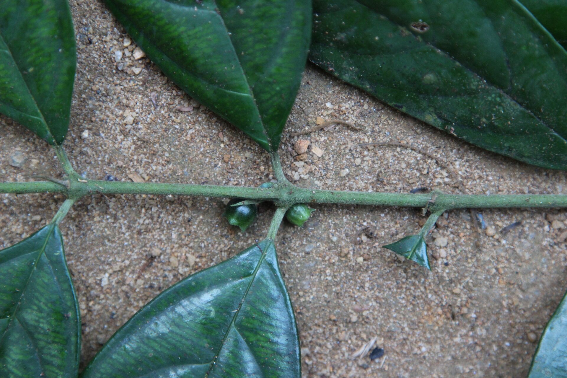 Pauridiantha talbotii fruit