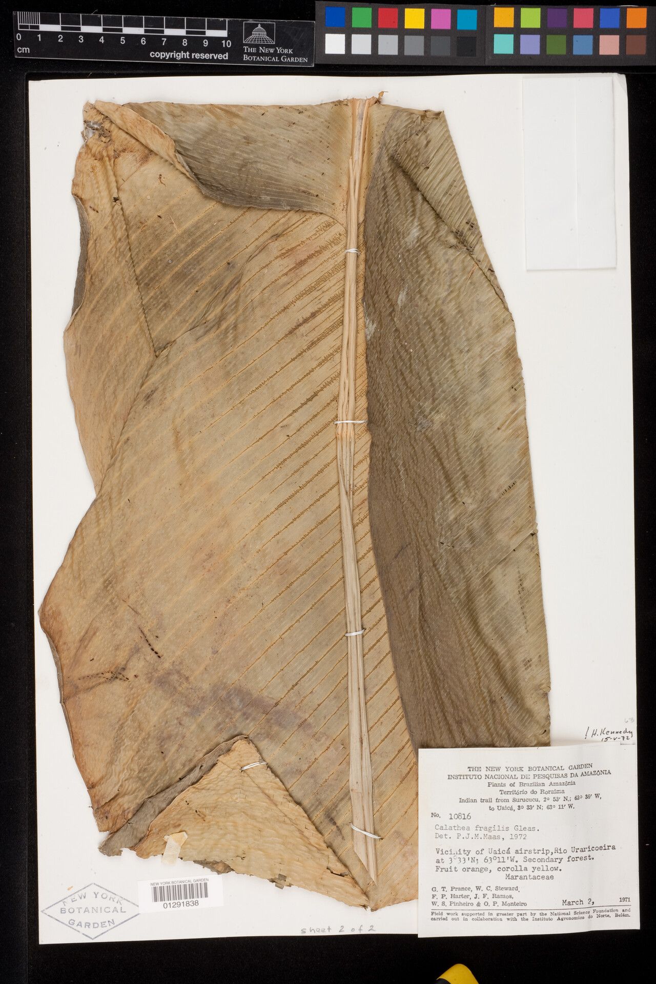 Goeppertia fragilis — search result for 'Goeppertia'