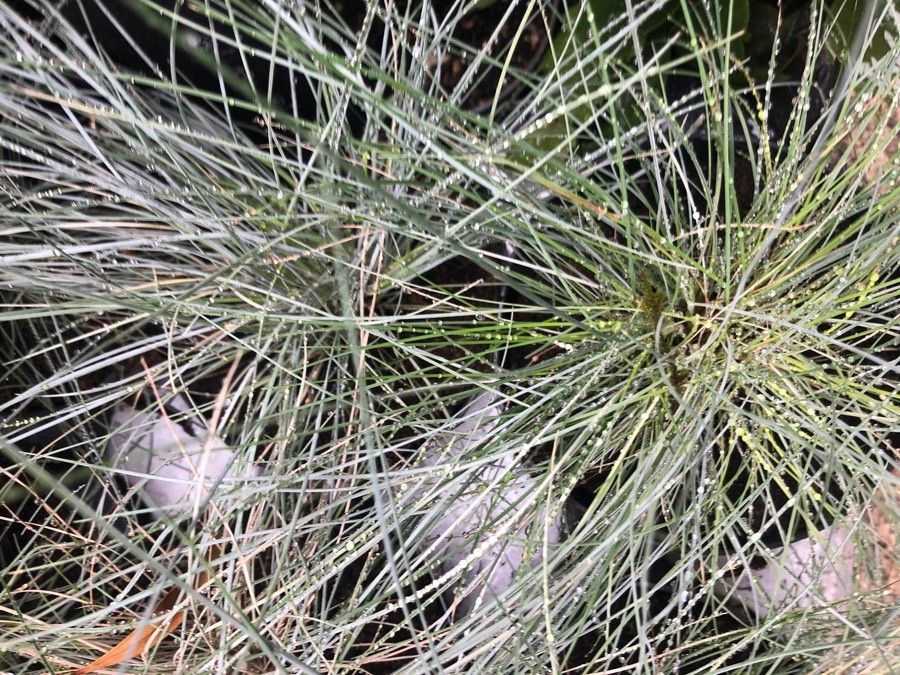 Festuca glaucantha-hirsuta — search result for 'Festuca'