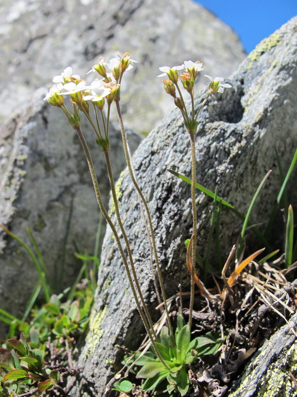 Androsace obtusifolia habit