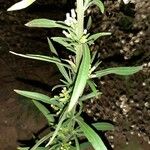 Erigeron sumatrensis