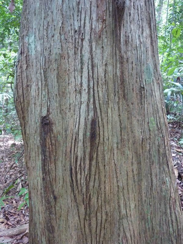 Lecythis zabucajo bark