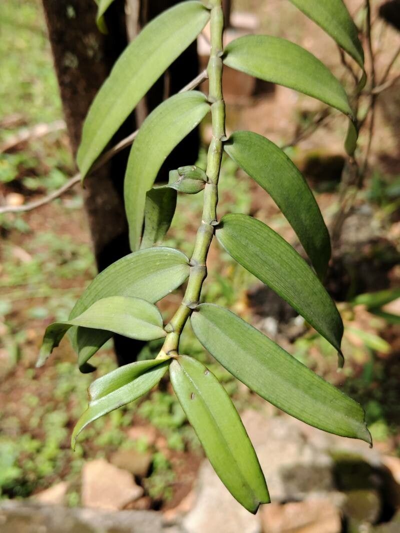 Diaphananthe bidens habit