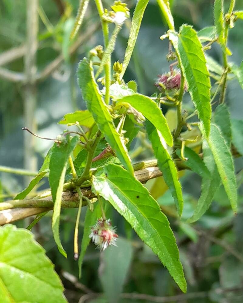 Tragia volubilis — houseplant care guide