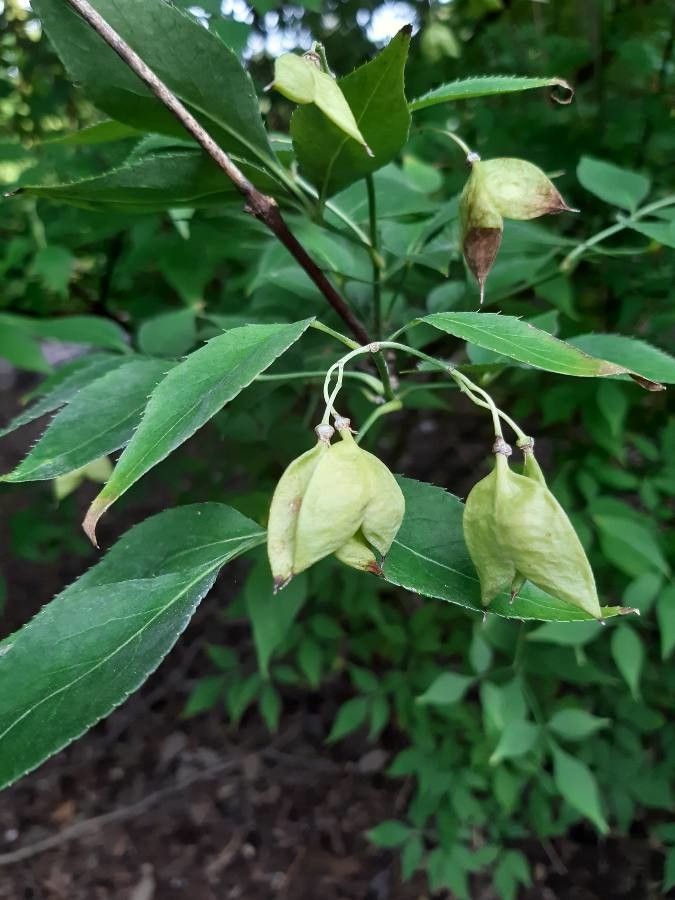 Staphylea bumalda fruit