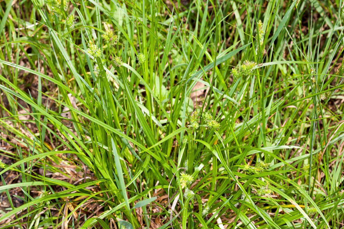 Carex viridula — search result for 'Carex'