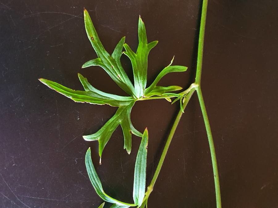 Delphinium leroyi — search result for 'Delphinium'