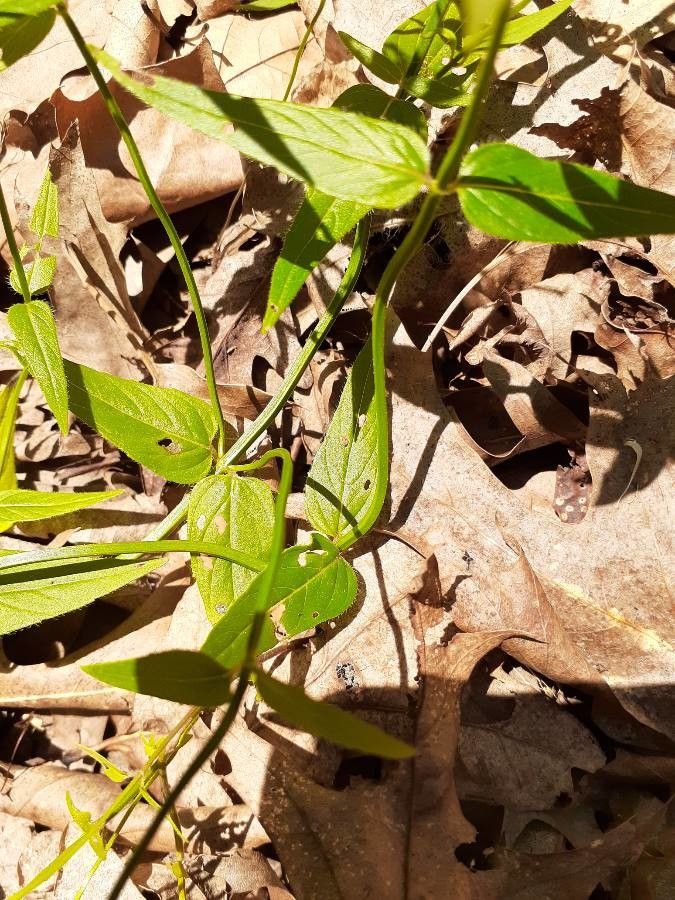 Monarda clinopodia leaf
